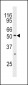 MAPK10 Antibody (N-term)
